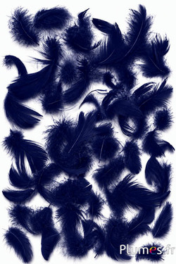 Oca - 4-6 cm - blu notte